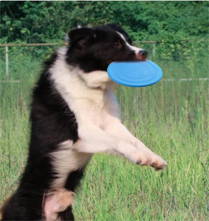 Pet Toy Pet Dog Flying Disk Pet Outdoor Floating Bite-Resistant Soft Flying Disk