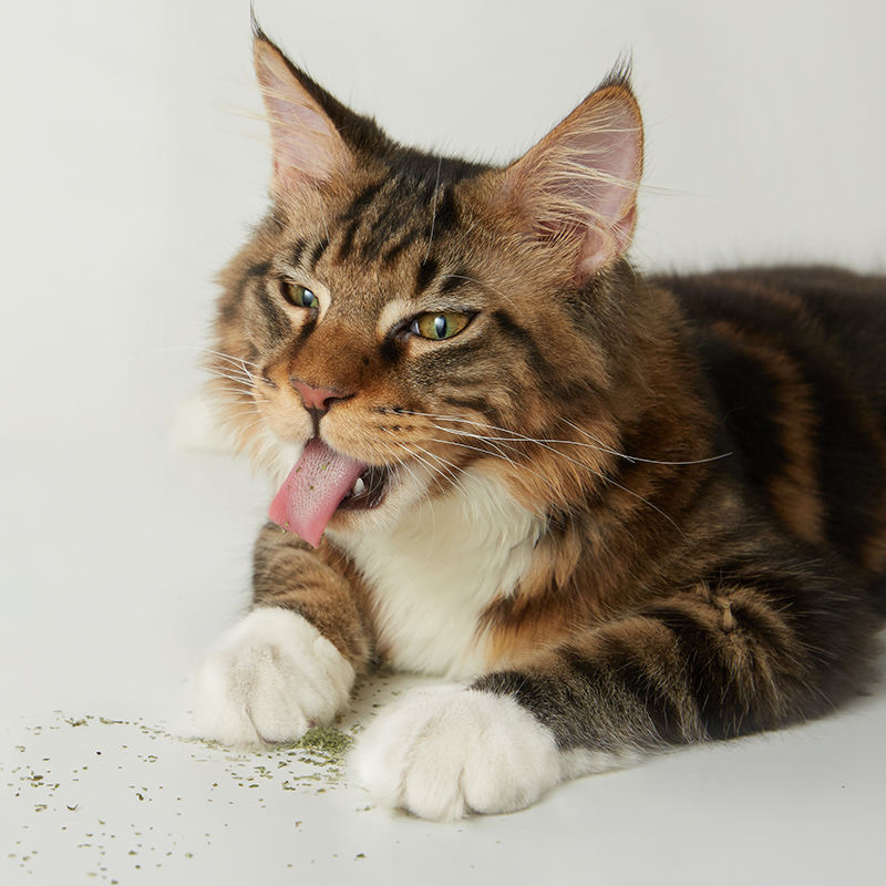 High Quality Catnip Powder Wholesale Cats Relax Pet Toys