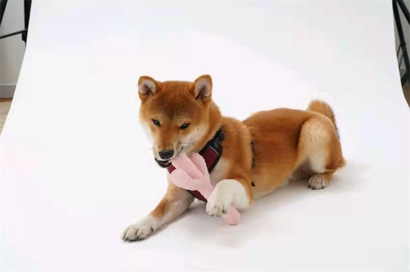 Amazon Hot Sale Cactus Shape Pet Dental Care Dog Toothbrush Stick Teeth Cleaning Brush Dental Dog Chew Toy