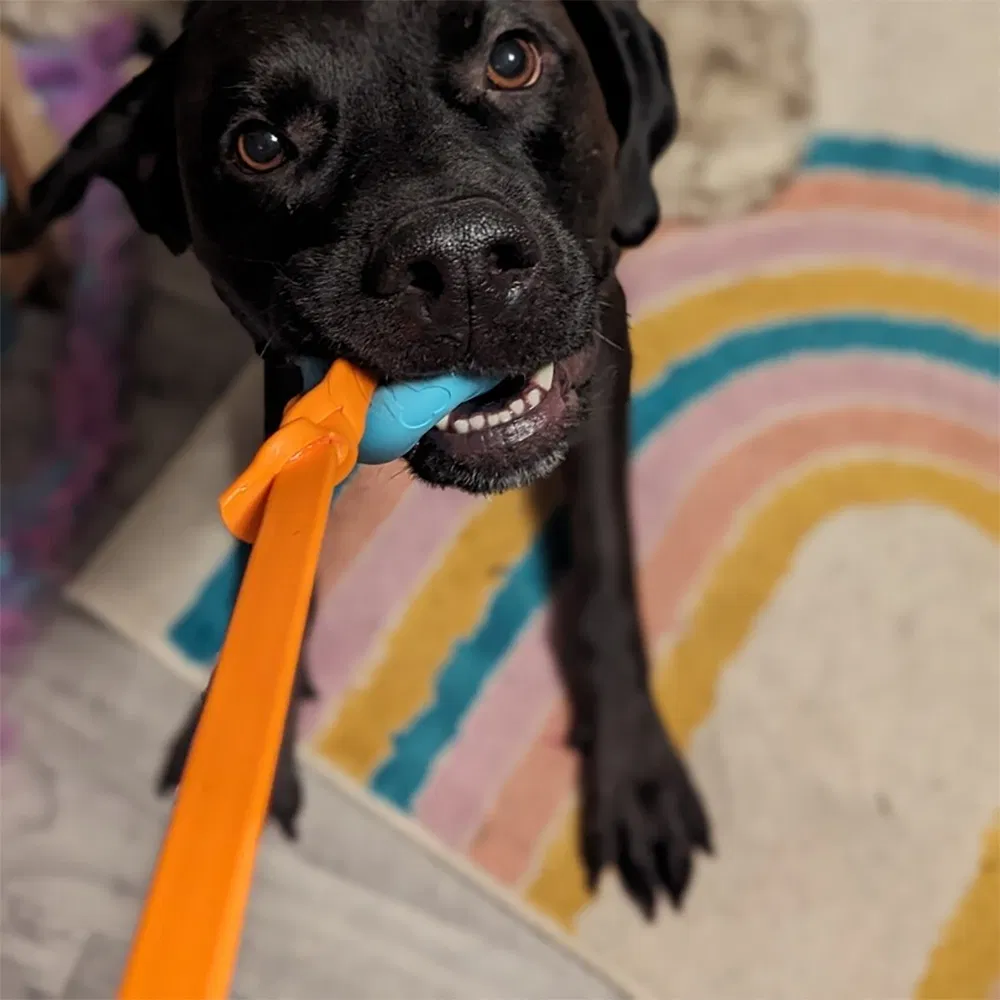 Pet Interactive Toy Ball 5