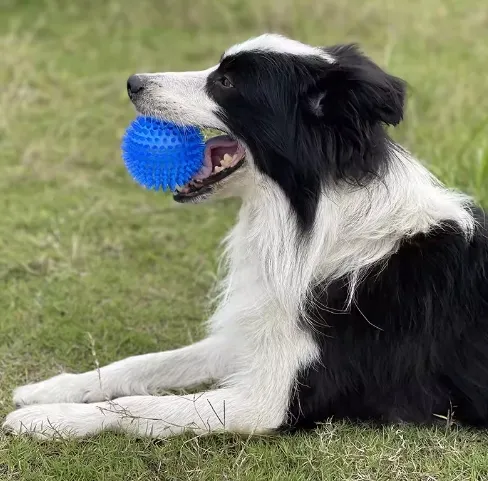 Tough Unique Toothbrush Toy