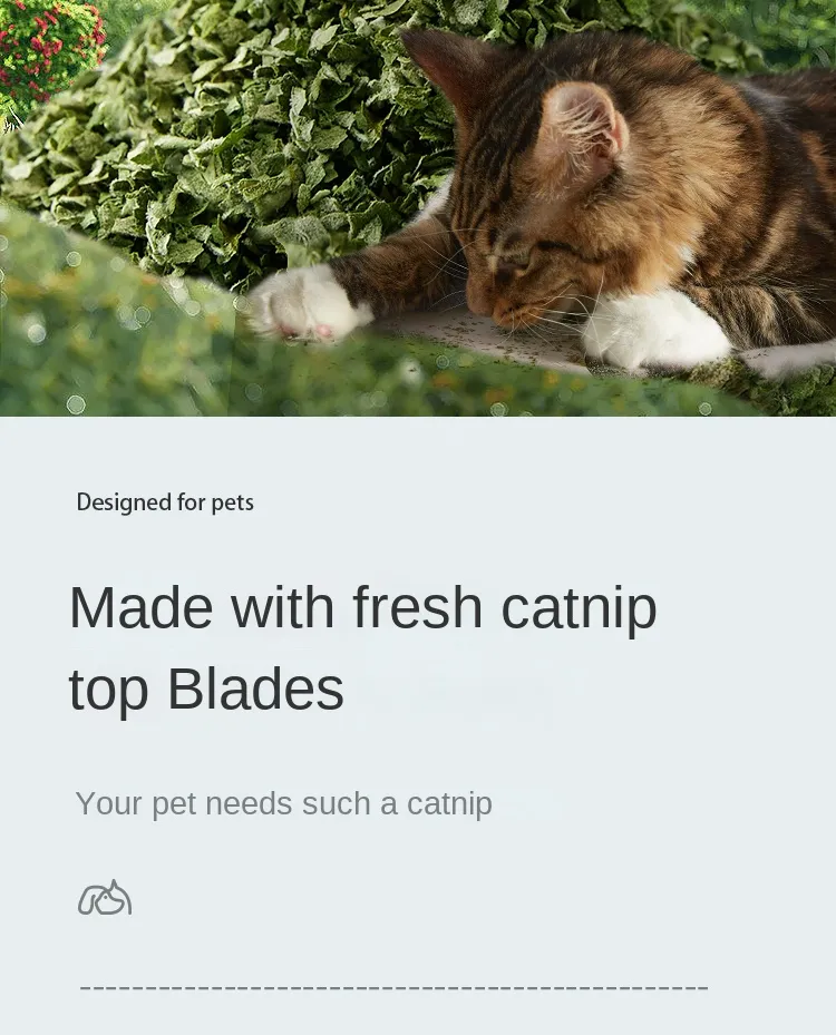 Catnip Details