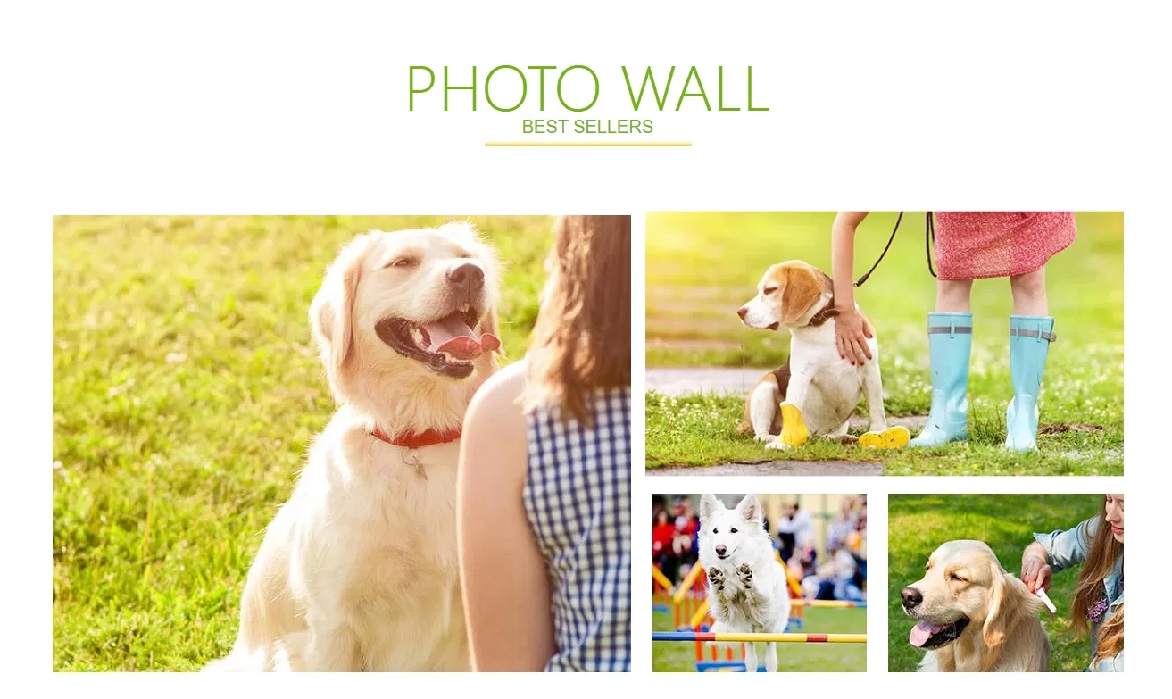 Outdoor Beach Toy Dog Cat Treat Launcher