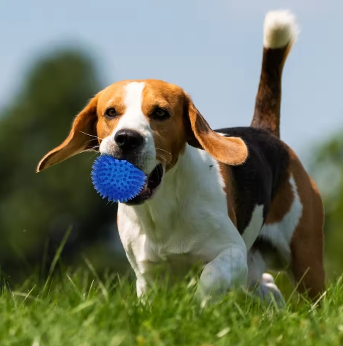 New Arrivals Tough Unique Toothbrush Pet Dog Dental Fidget Ball Durable Bouncy TPR Dog Toys Pet Chew Toys