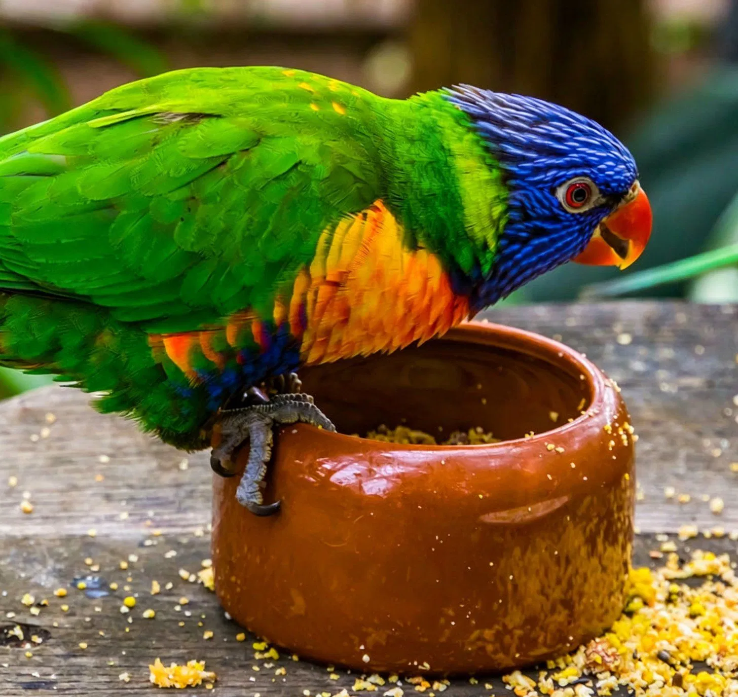 Heavy Duty Non-Tip Plastic Bird Feeding Dish for Canaries and Birds