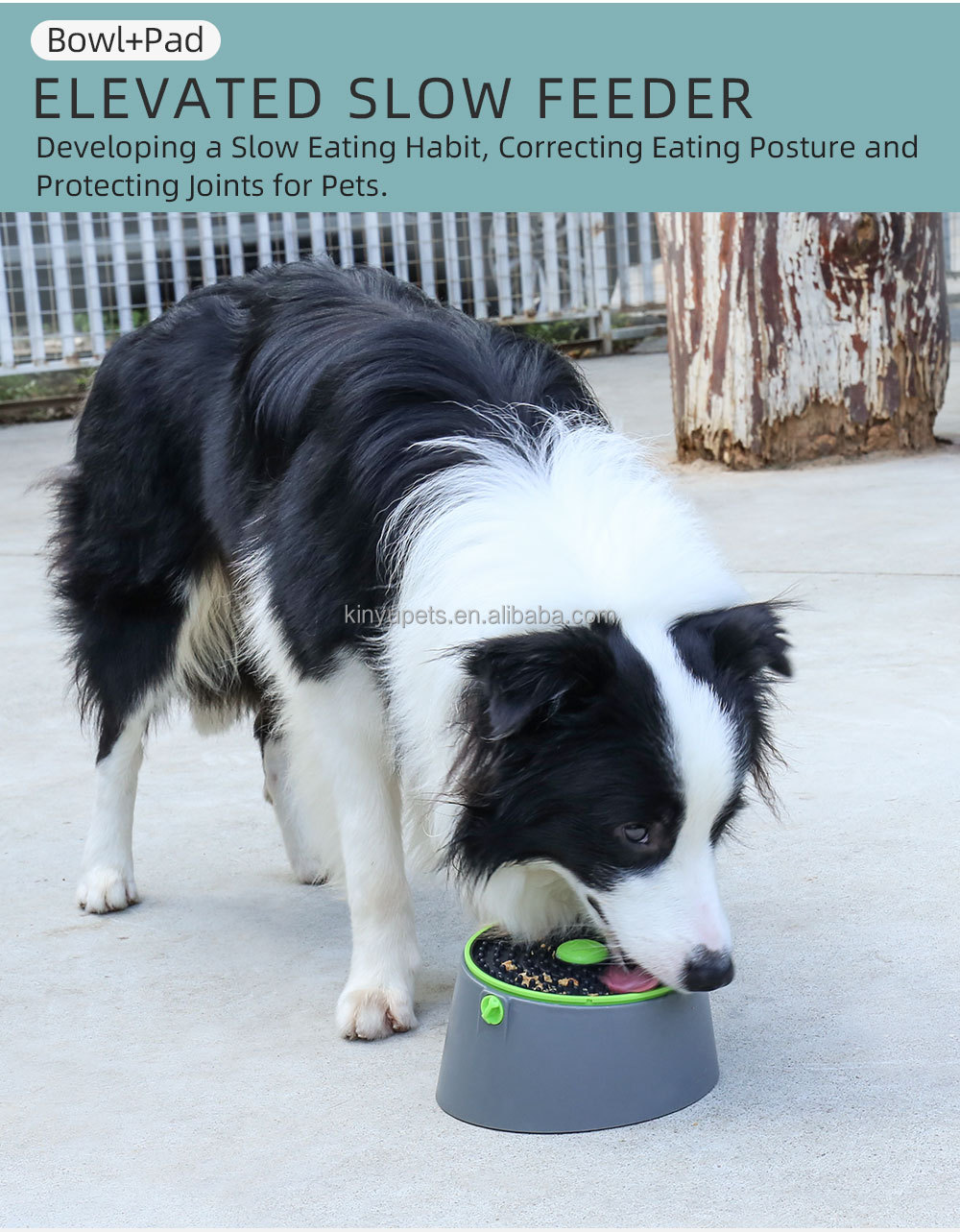 Pet Bowl Details 5