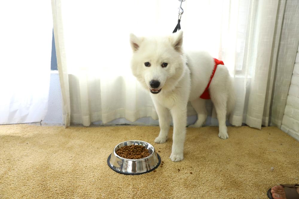 Non Skid Non Spill Pet Feeder Stand Stainless Steel Dog Food Bowl Metal Pet Food Bowl