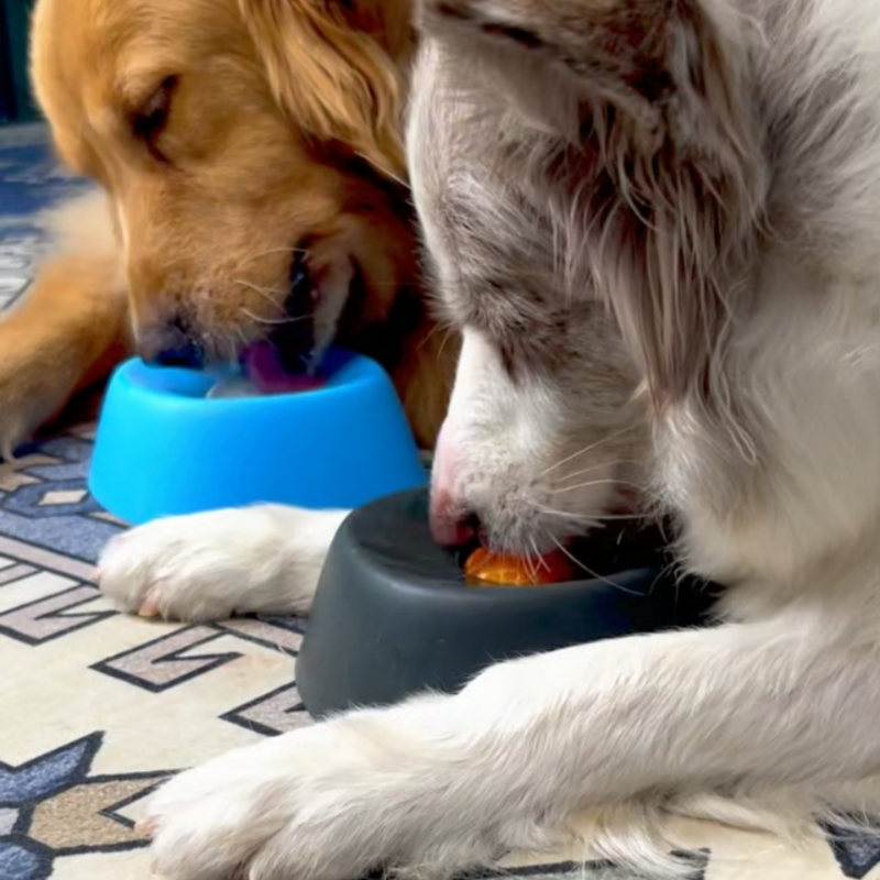 Pet Slow Feeder Detail 3