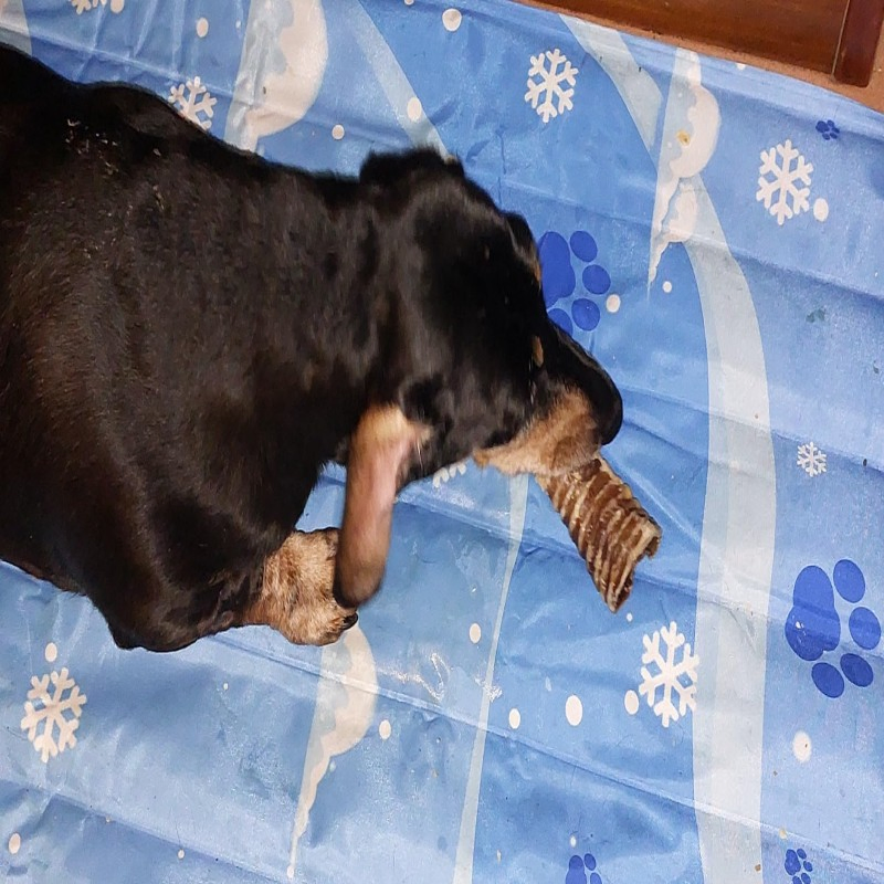 Manufacture OEM/ODM, Dried Trachea Length Approx. 15 Cm 5.3oz (150g) Dog Treats