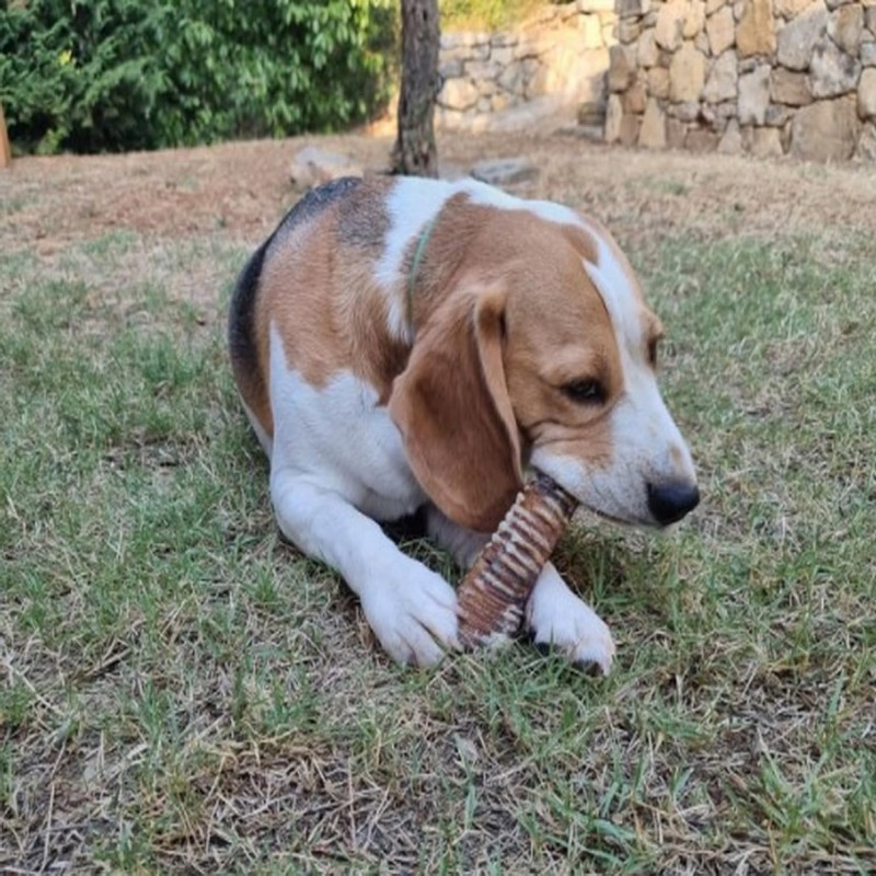 Manufacture OEM/ODM, Dried Tracheas Length Approx. 5 Cm 35.3oz (1000g) Dog Treats