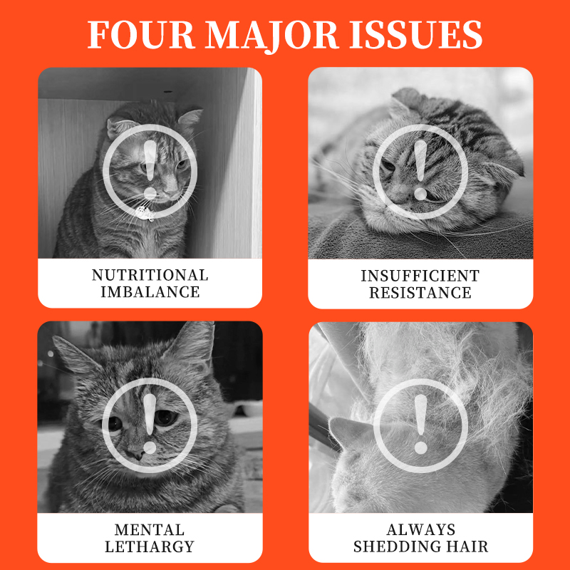 High Protein Formula Factory Direct Canned Jelly Wet Food Pet Canned Treats