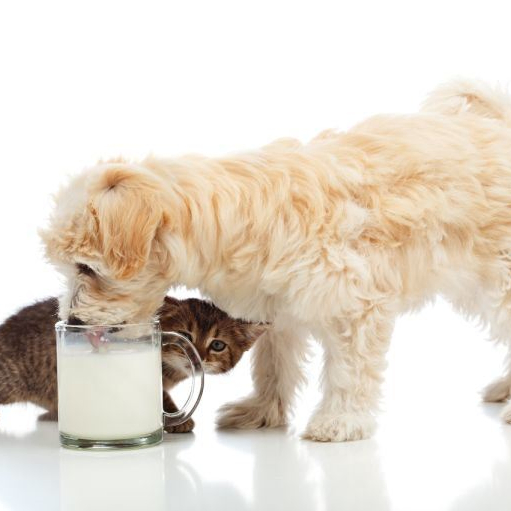 Fresh 5.2 Oz Whole Goat Milk Powder with Probiotics for Dogs and Cats