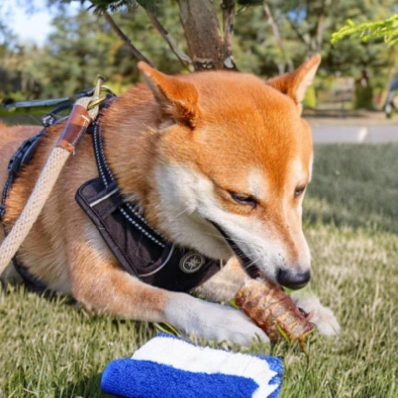 Manufacture OEM/ODM, Dried Tracheas Length Approx. 5 Cm 35.3oz (1000g) Dog Treats