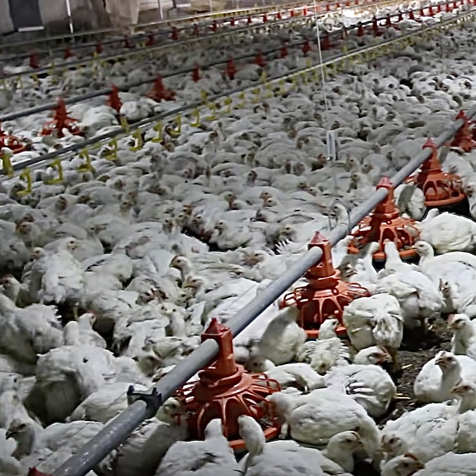 Sistema de Alimentación Premium para la Cría de Pollos de Engorde