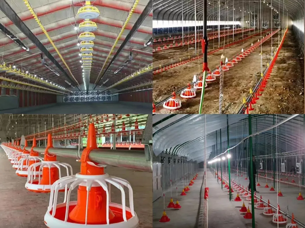 Instalación de Granja Avícola en Cliente