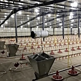 Sistema de Alimentación Premium para la Cría de Pollos de Engorde