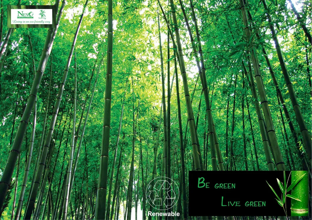 Bamboo Panel Laminated Plywood