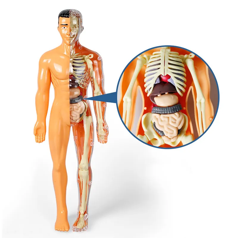 Kit de Experimentos Científicos Educativos para Niños Stem Modelo de Esqueleto 3D Juguetes de Anatomía del Cuerpo Humano para Niños