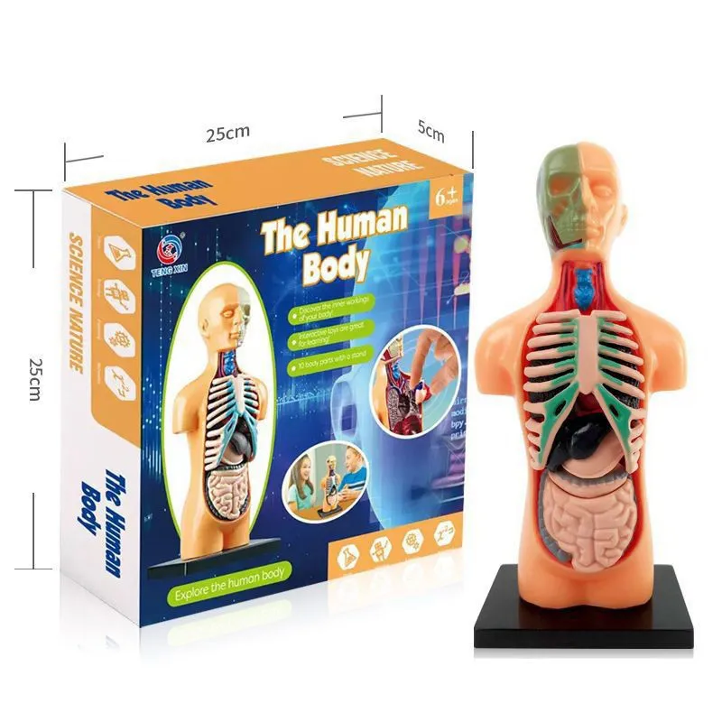 Kit de Experimentos Científicos Educativos para Niños Stem Modelo de Esqueleto 3D Juguetes de Anatomía del Cuerpo Humano para Niños