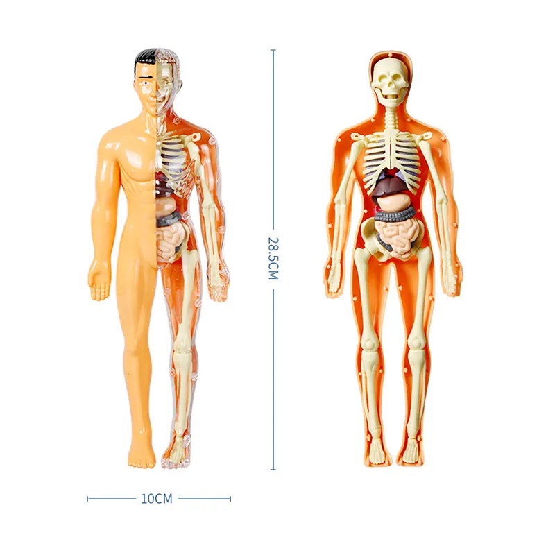 Kit de Experimentos Científicos Educativos para Niños Stem Modelo de Esqueleto 3D Juguetes de Anatomía del Cuerpo Humano para Niños