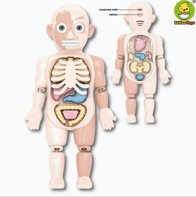 Kit de Experimentos Científicos Educativos para Niños Stem Modelo de Esqueleto 3D Juguetes de Anatomía del Cuerpo Humano para Niños