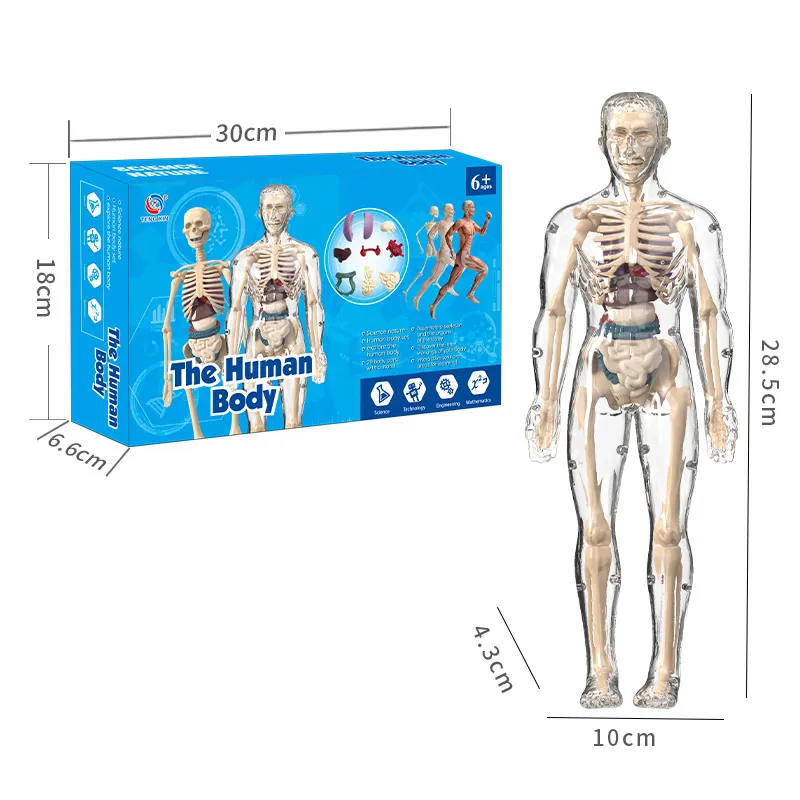 Kit de Experimentos Científicos Educativos para Niños Stem Modelo de Esqueleto 3D Juguetes de Anatomía del Cuerpo Humano para Niños