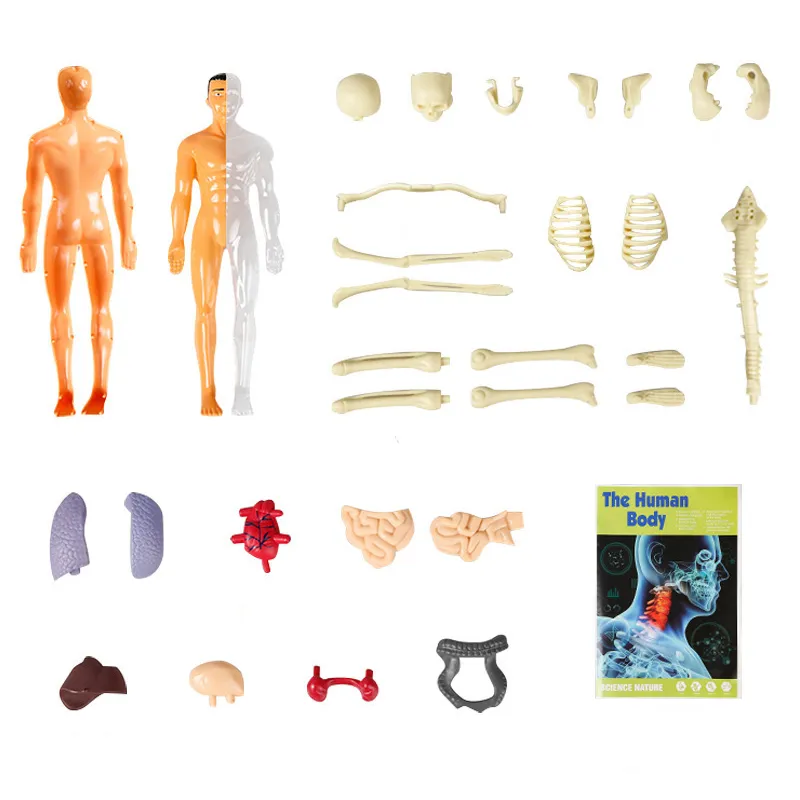 Kit de Experimentos Científicos Educativos para Niños Stem Modelo de Esqueleto 3D Juguetes de Anatomía del Cuerpo Humano para Niños