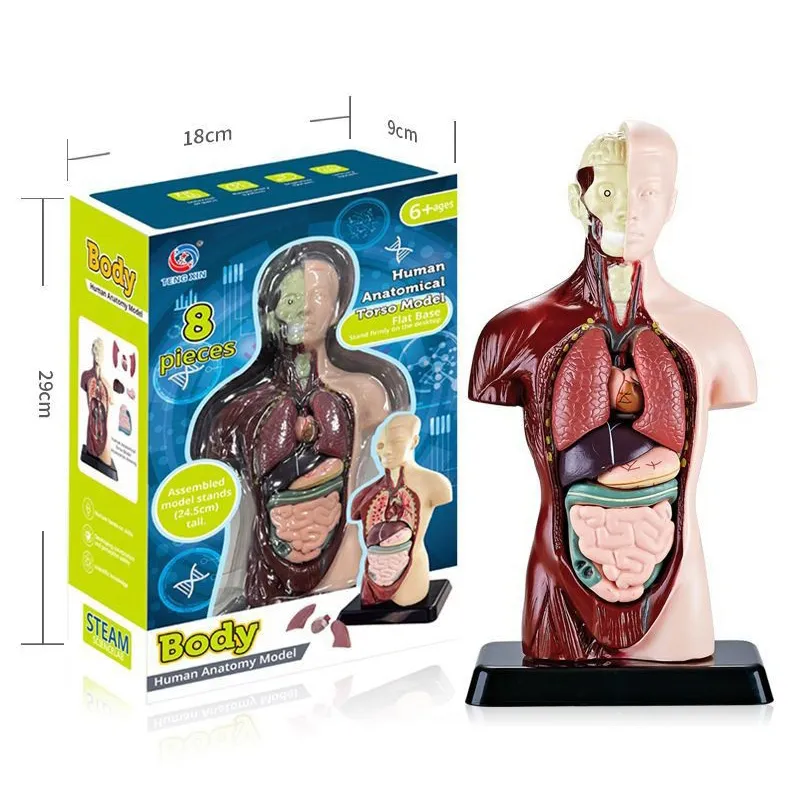 Kit de Experimentos Científicos Educativos para Niños Stem Modelo de Esqueleto 3D Juguetes de Anatomía del Cuerpo Humano para Niños