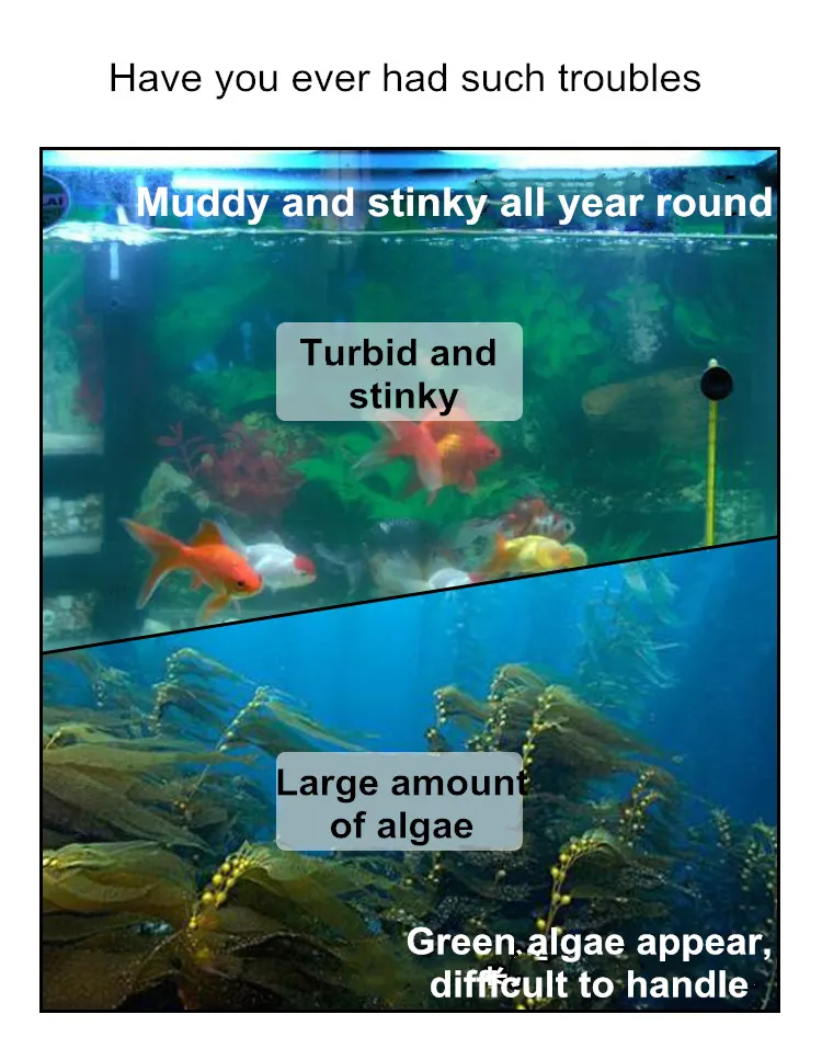 Fish Tank Application