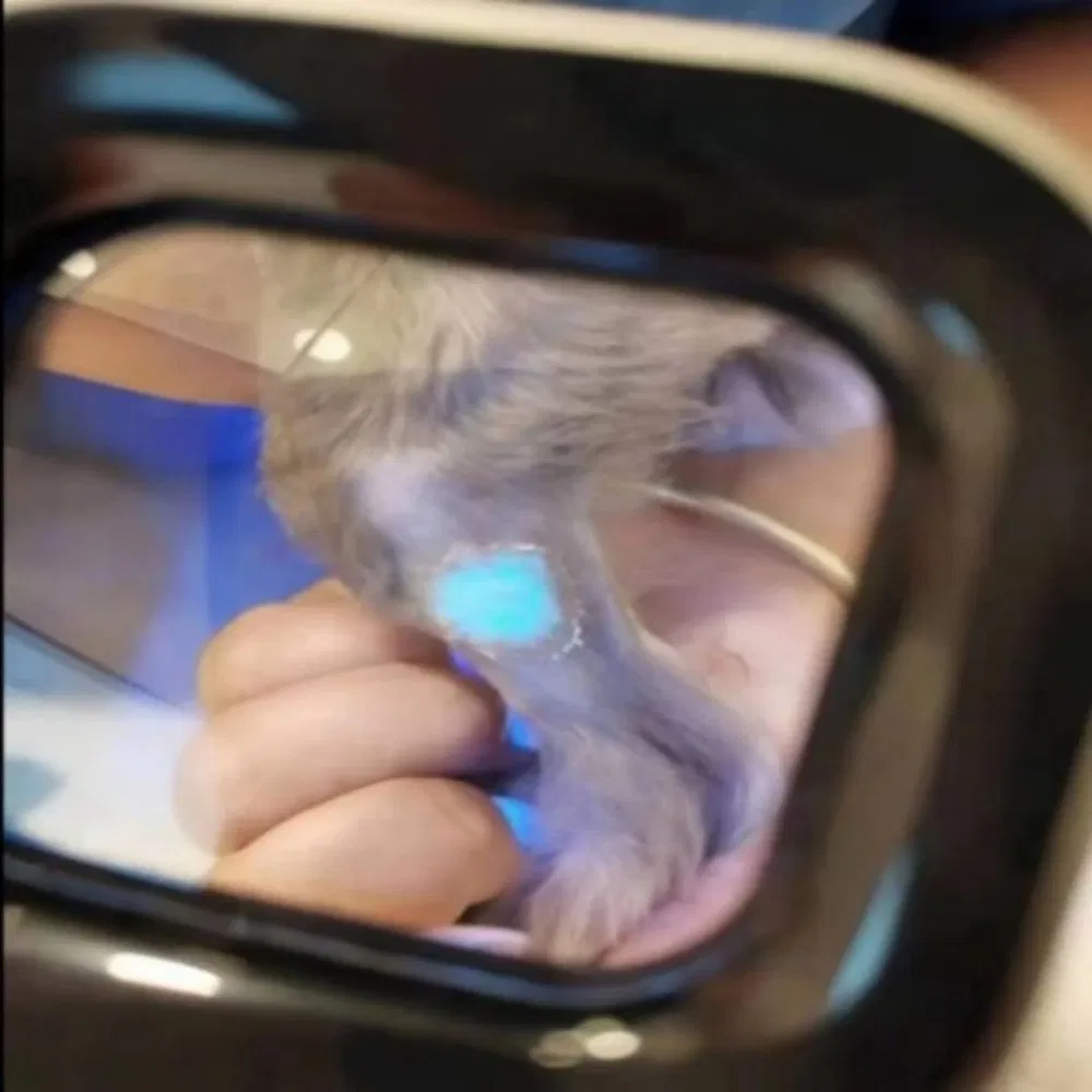 W01 Professional Medical Portable Veterinary Skin Examination Fungus Detector Skin Analysis Detector UV Lamp for Cat Dog