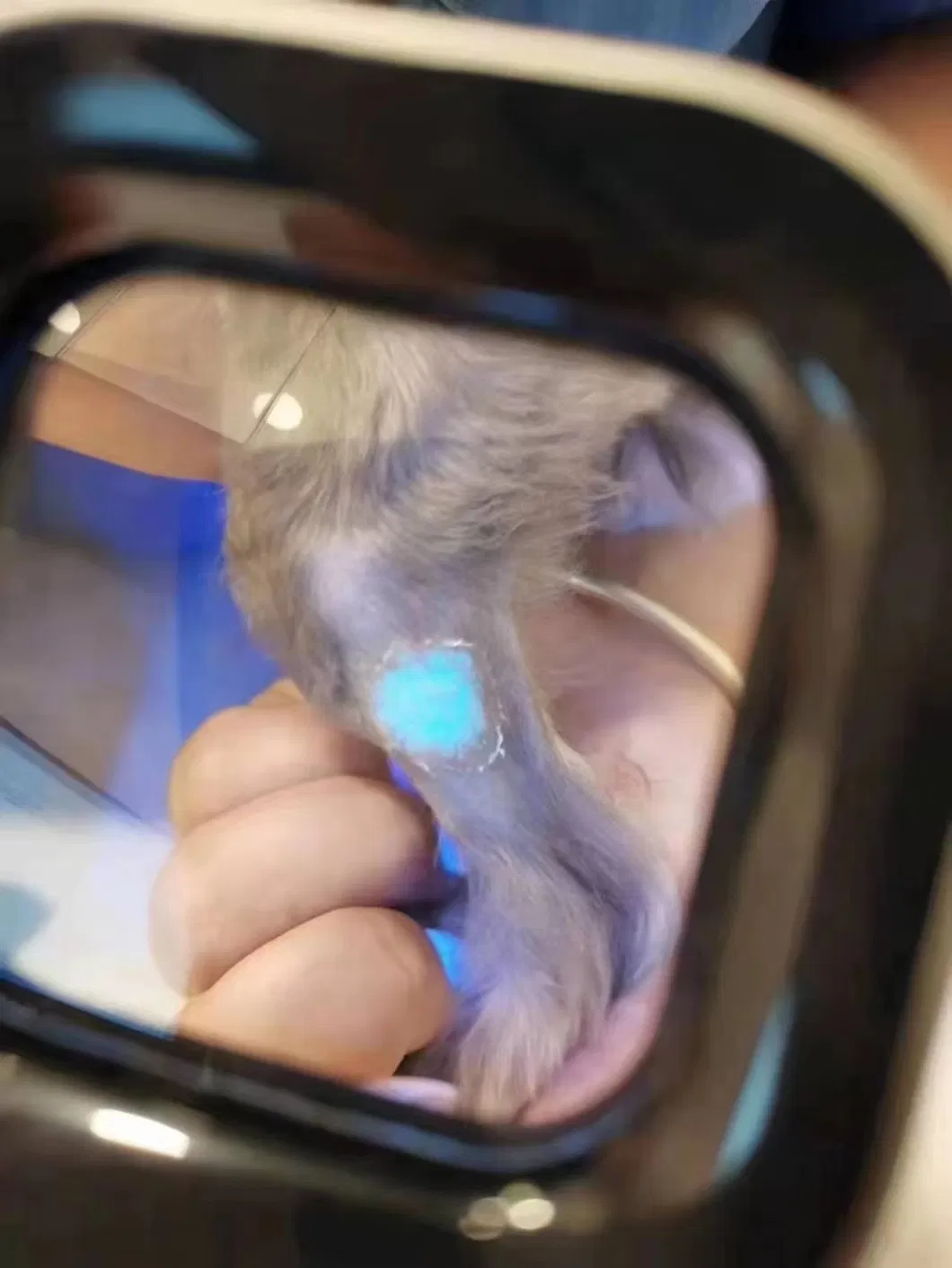 Pet Woods Lamp Detail 2