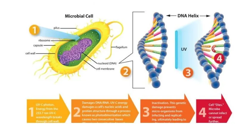 UVC Sterilization Principle