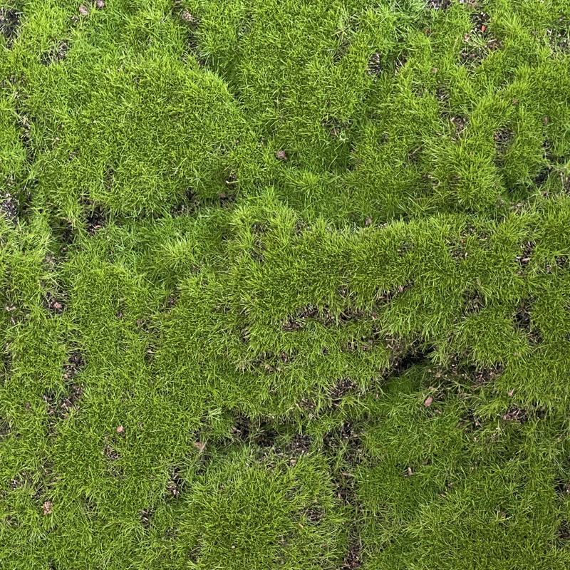 Best DIY Green Wall Customizable Versatile High Quality Flocked Artificial Moss Mat Manufacturer, Suppliers
