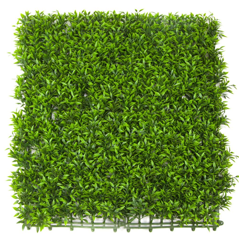 Boxwood Hedge Slovakia