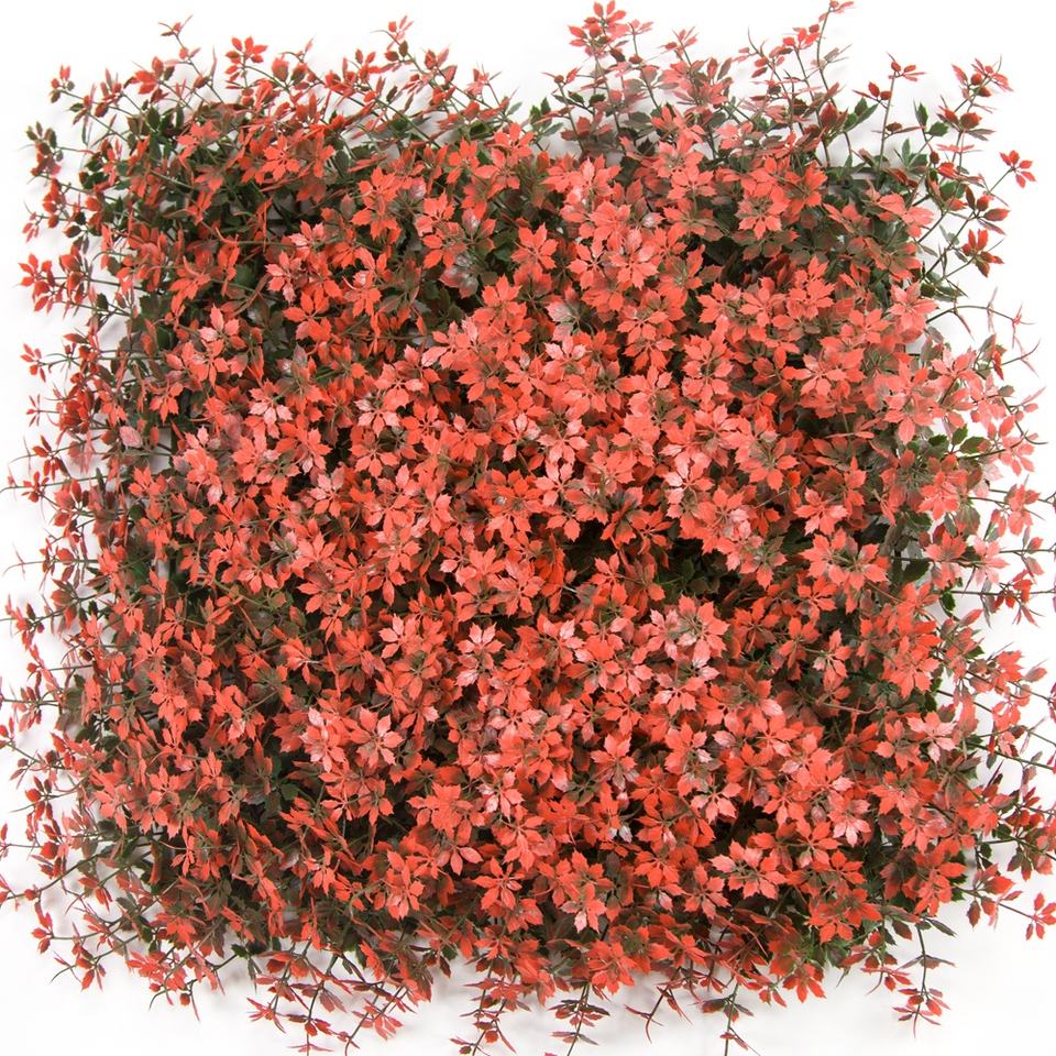 Boxwood hedge wall
