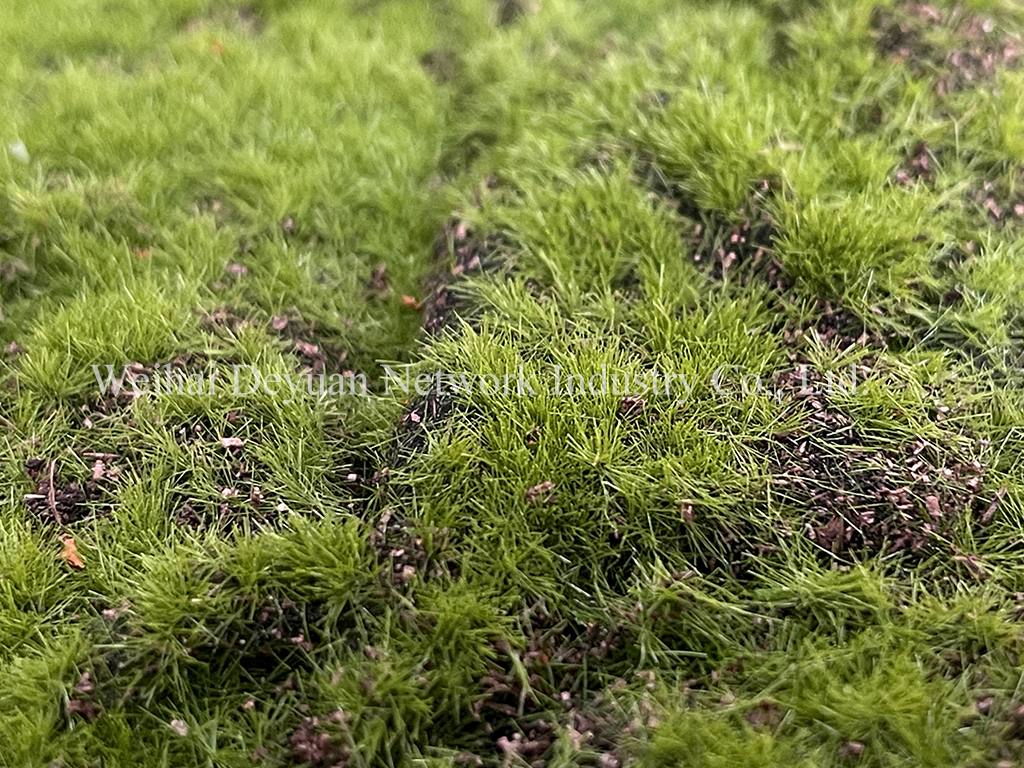 Moss Wall Display 2
