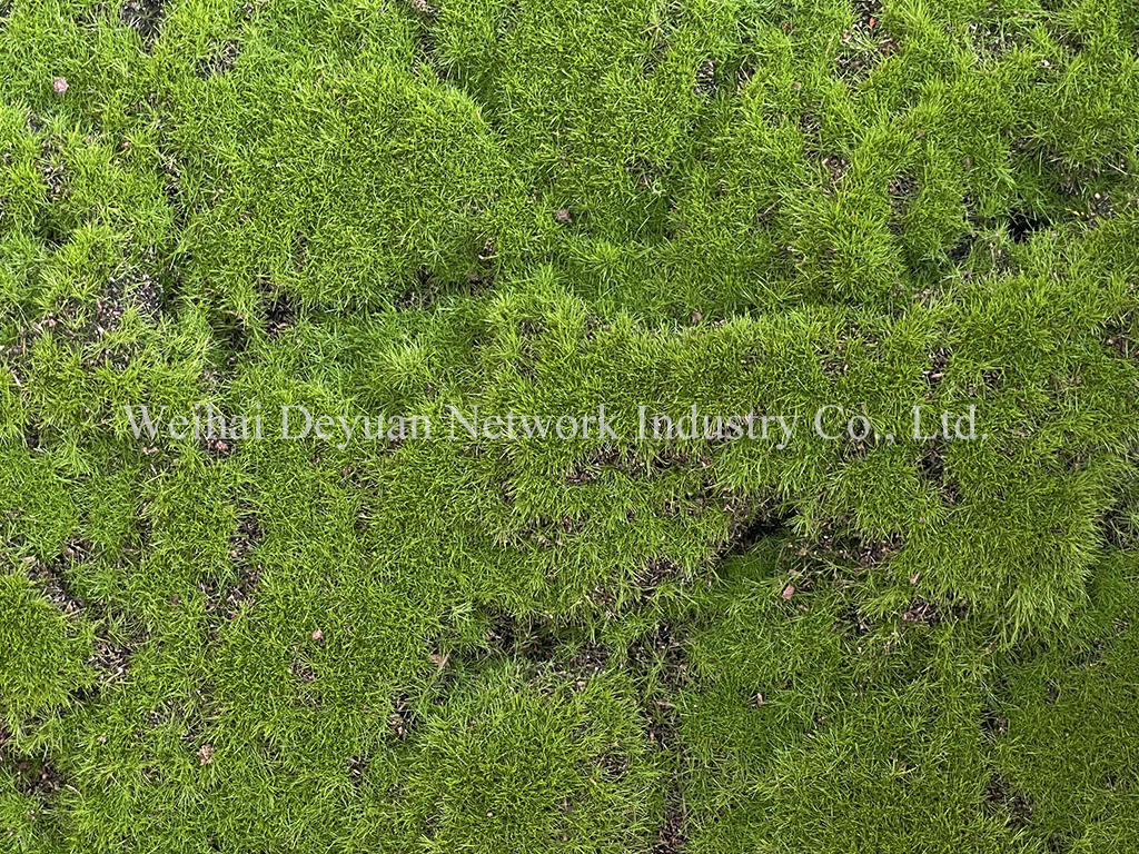 Moss Wall Display 2
