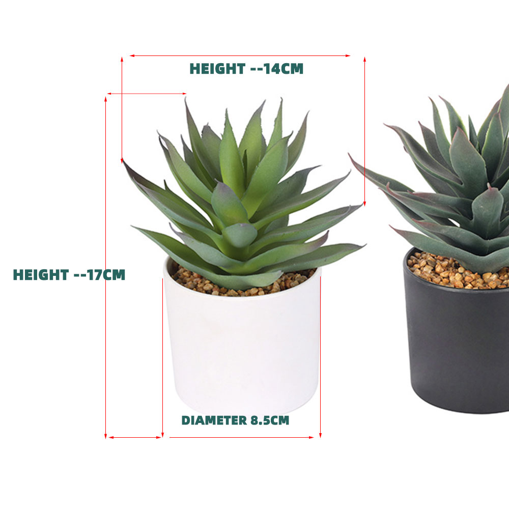 Realistic Succulent Plants