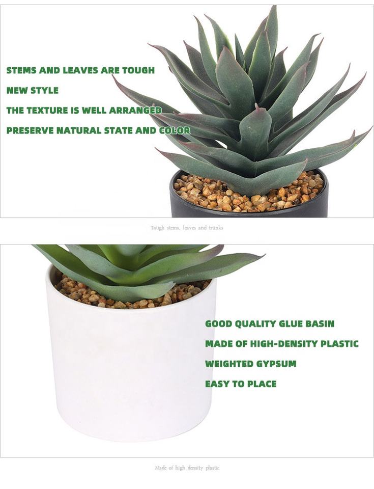 Succulent Detail 2