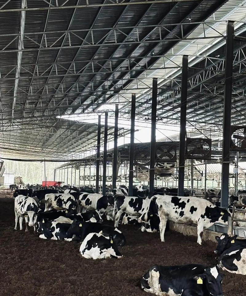 Durable Prefabricated Steel Building for Integrated Cattle Breeding and Agricultural Storage Facility