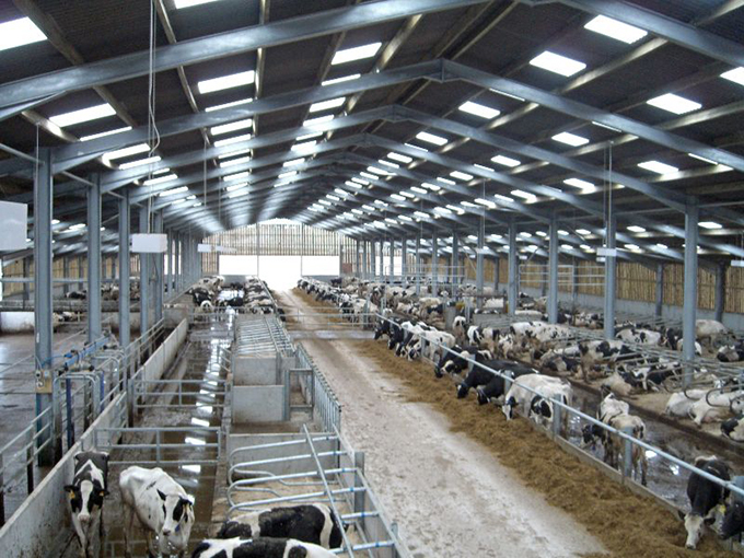 High Quality Modern Design Prefab Agricultural Steel Structure Outdoor Animal Shelter Cow Shed Farm Building for Farmhouse Use