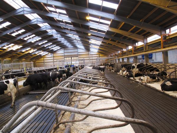 High Quality Modern Design Prefab Agricultural Steel Structure Outdoor Animal Shelter Cow Shed Farm Building for Farmhouse Use