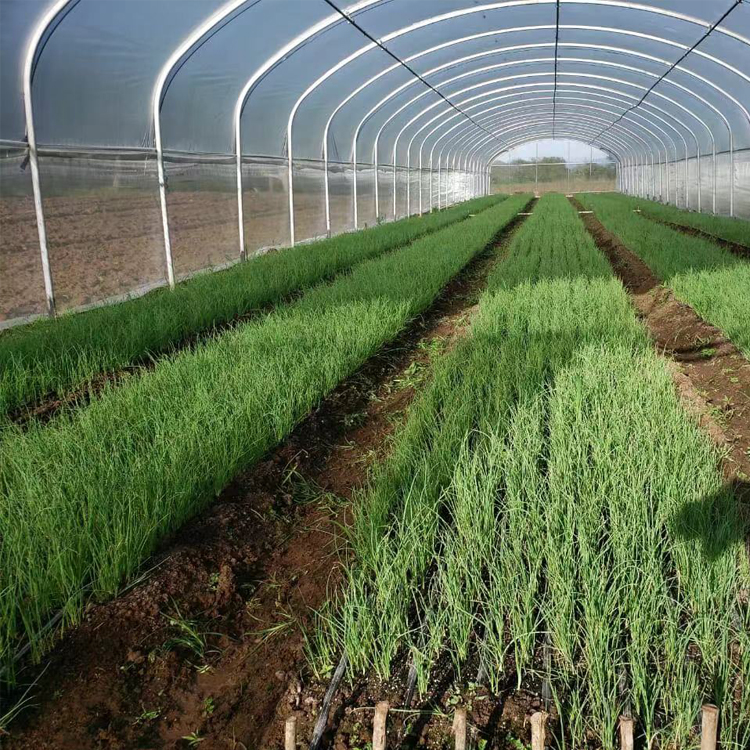 8x60m Galvanized Steel Frame Tunnel House Agricultural Greenhouse