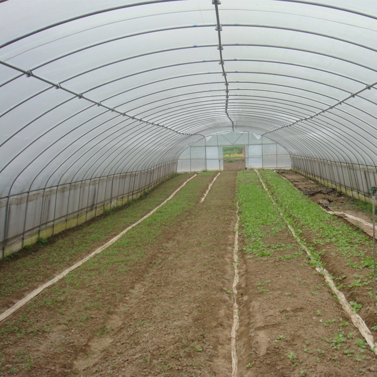 8x60m Galvanized Steel Frame Tunnel House Agricultural Greenhouse