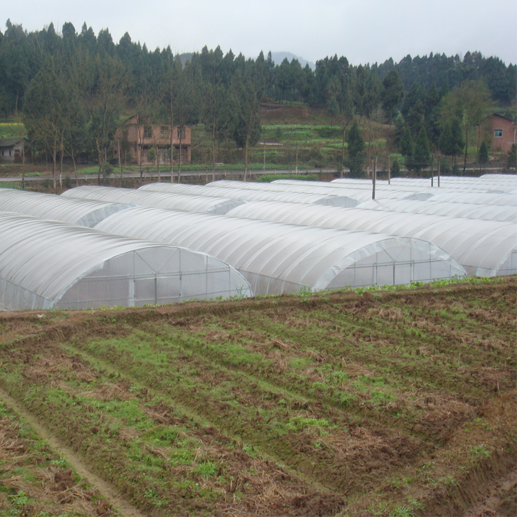 8x60m Galvanized Steel Frame Tunnel House Agricultural Greenhouse