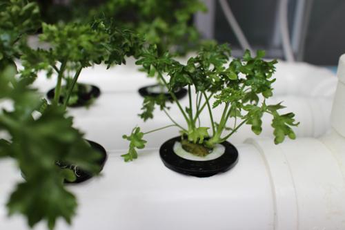 Hydroponic NFT system