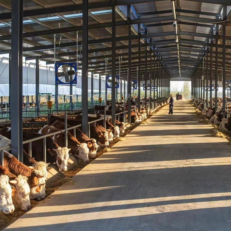 Durable Prefabricated Steel Building for Integrated Cattle Breeding and Agricultural Storage Facility
