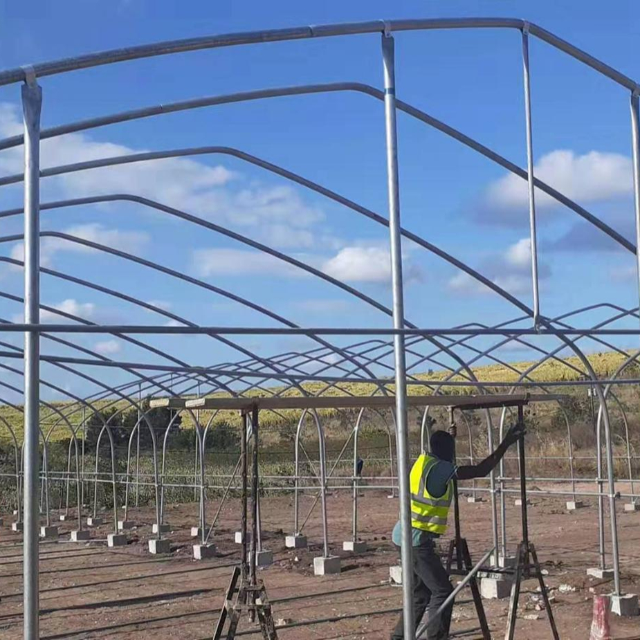 8x60m Galvanized Steel Frame Tunnel House Agricultural Greenhouse