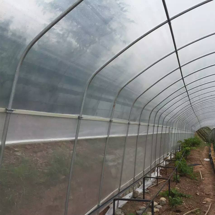 8x60m Galvanized Steel Frame Tunnel House Agricultural Greenhouse