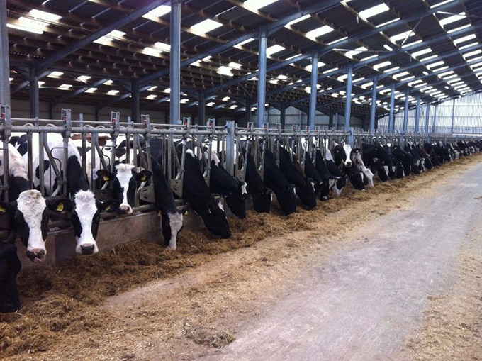 High Quality Modern Design Prefab Agricultural Steel Structure Outdoor Animal Shelter Cow Shed Farm Building for Farmhouse Use